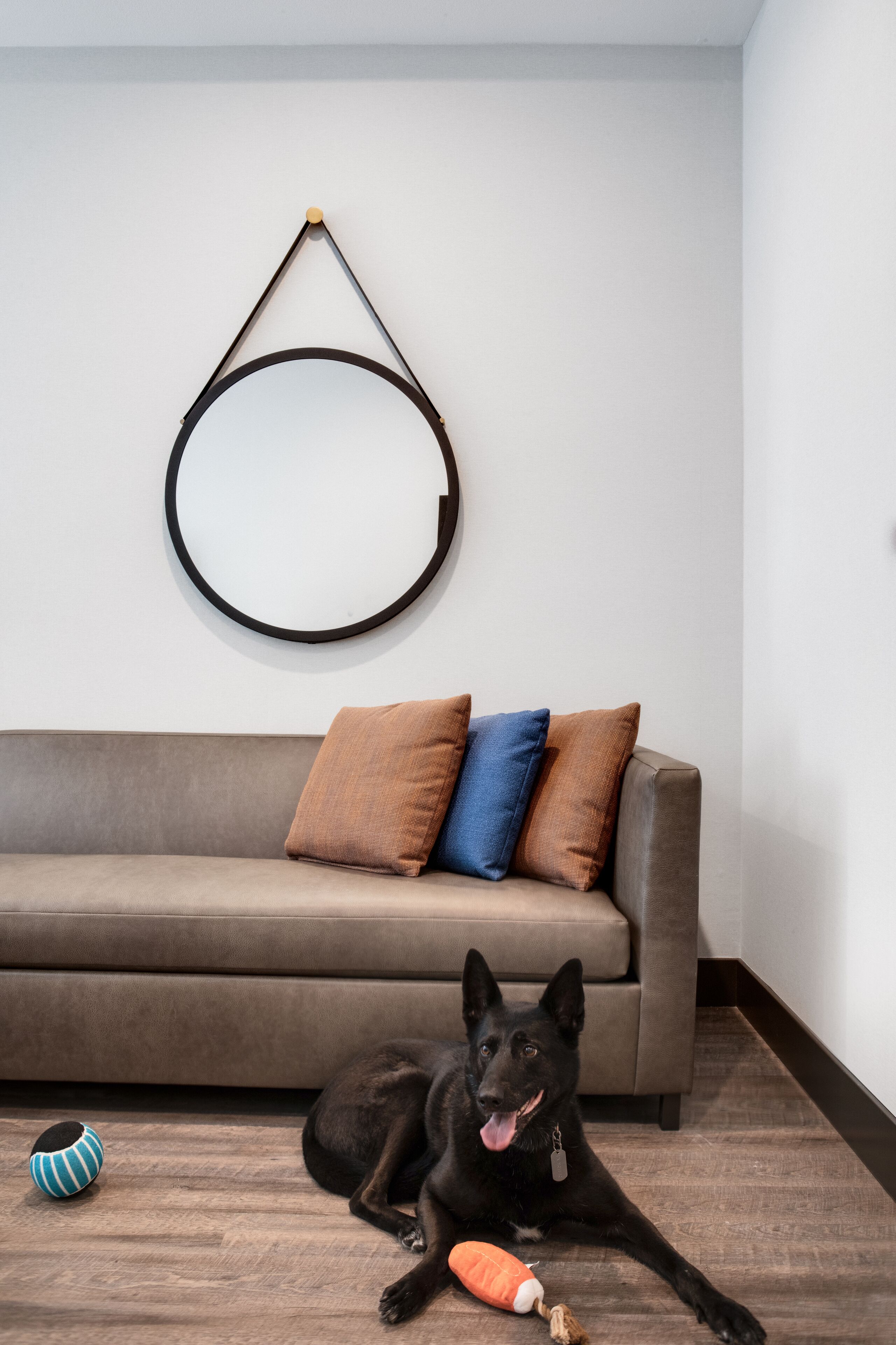 Un perro negro recostado sobre un sofá marrón con un cojín azul y marrón, un adorno circular en la pared y una pelota azul y negra en el suelo.