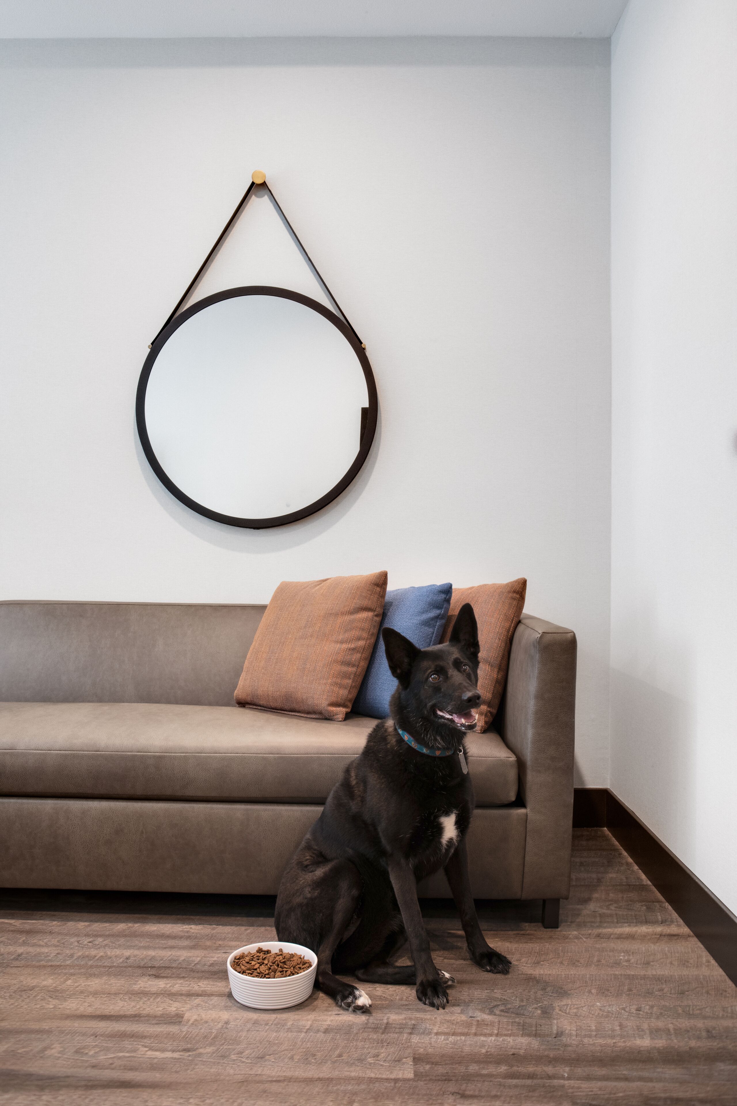 A black dog sitting on a brown sofa with a bowl of dog food in front of it.