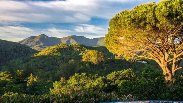 A pool with a view of a mountainous landscape and a large tree. - Mountain View Retreat (Fairfax)
