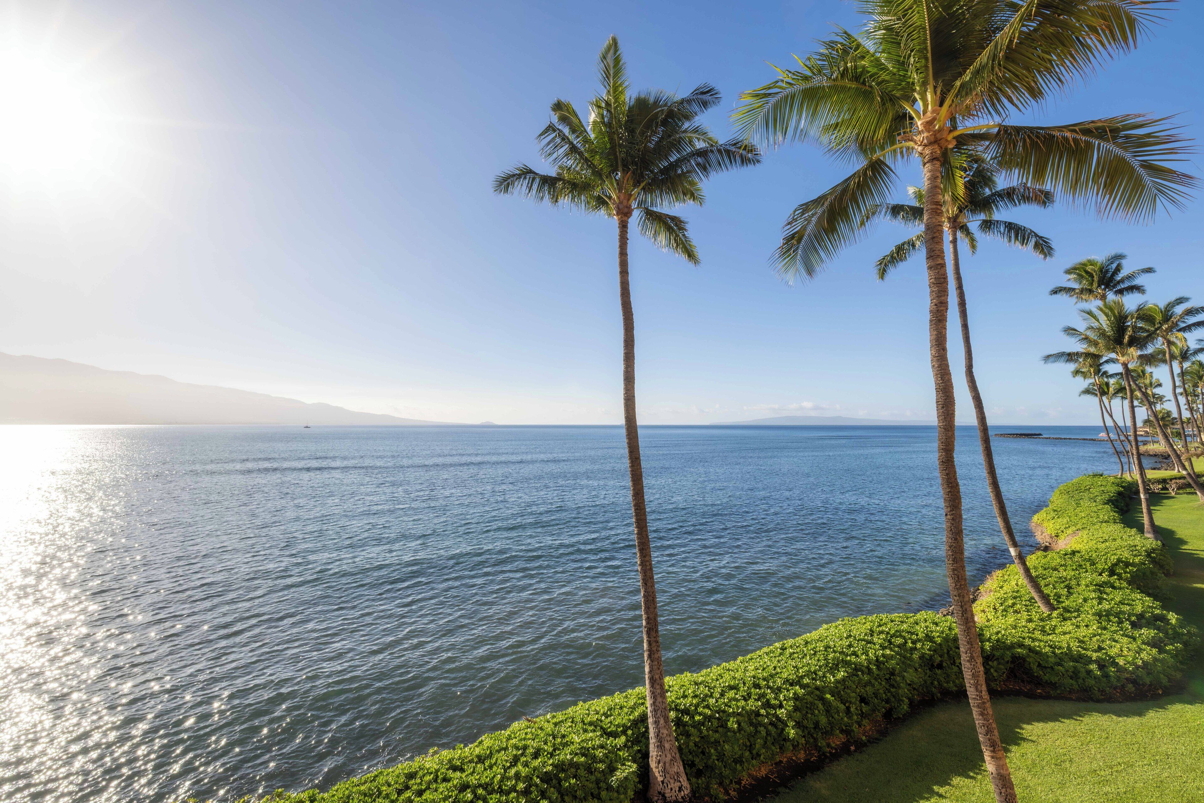 A coastal landscape with palm trees and a view of the sea.