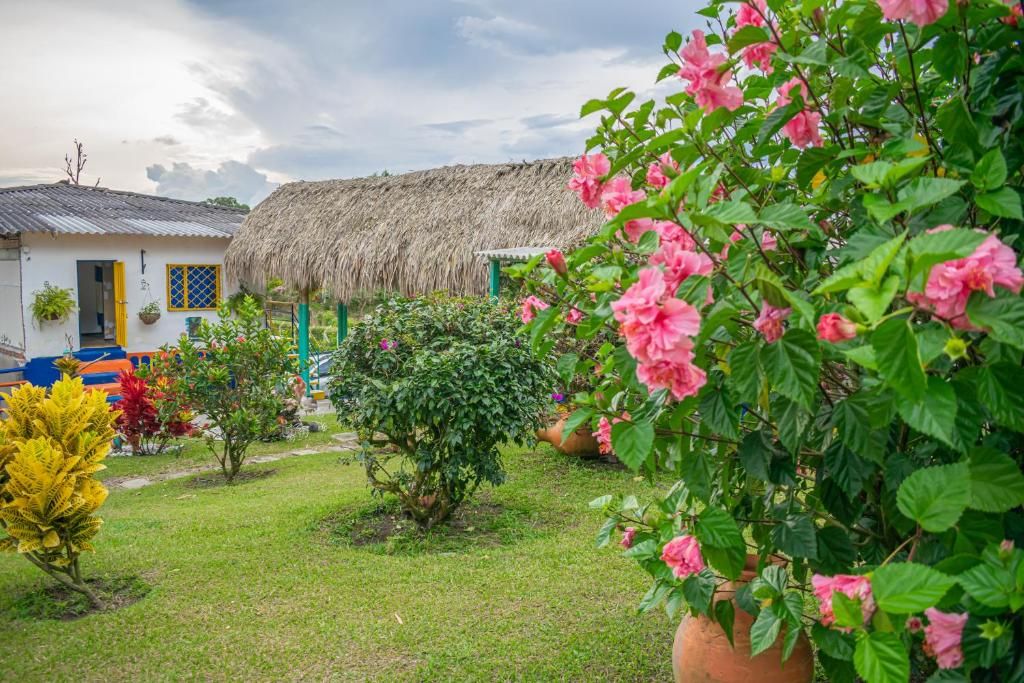 A garden with a thatched-roof house, potted plants, and flowering shrubs.