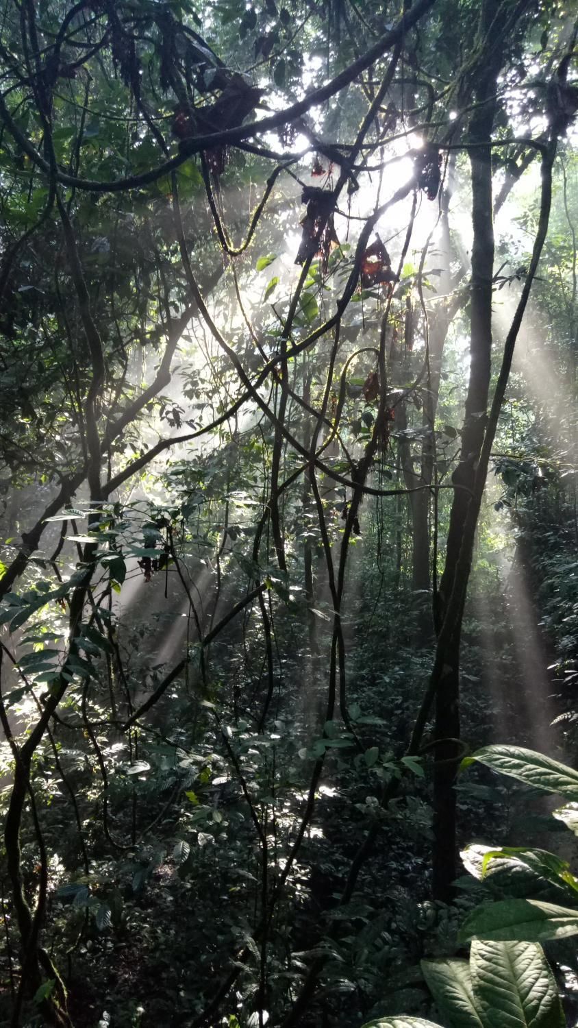 Un bosque denso con luz solar filtrándose entre el dosel.