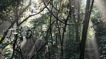 Un bosque denso con luz solar filtrándose entre el dosel.
