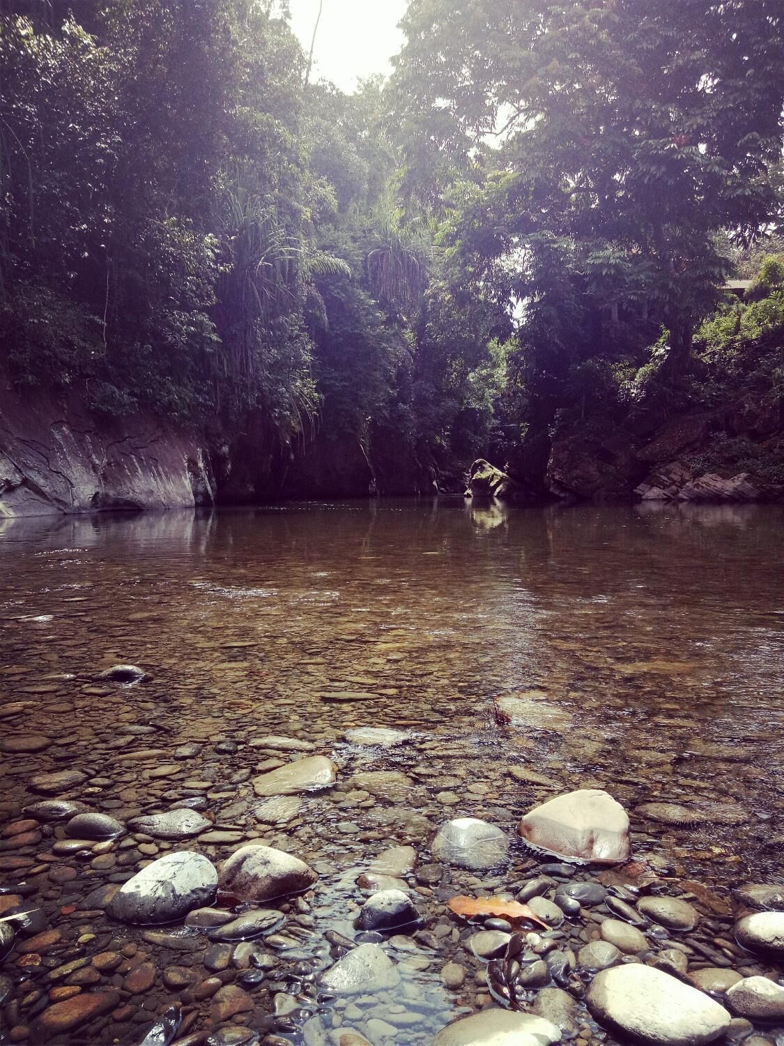 A clear stream with rocks in the foreground and dense foliage in the background.