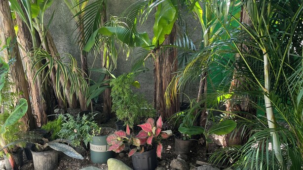 A garden with various potted plants, rocks, and a brick pathway. - Centrally located room, in a house with free Wifi. (Port Antonio)