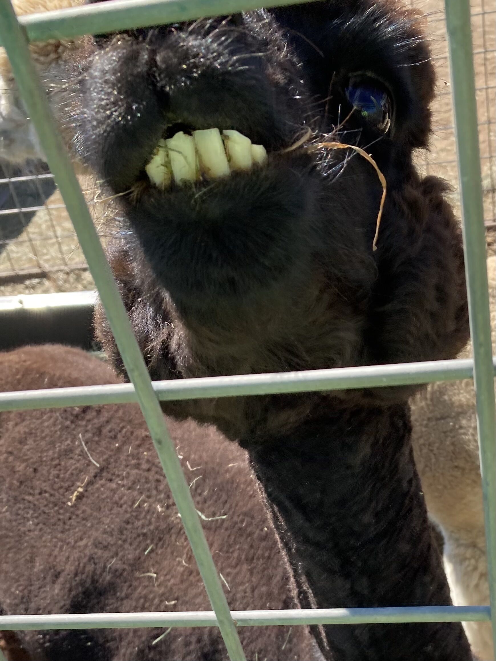 A llama with a visible dental structure and a blue object in its ear, behind a metal fence.
