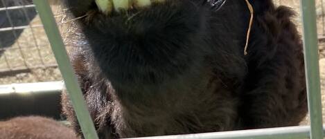 A llama with a visible dental structure and a blue object in its ear, behind a metal fence.