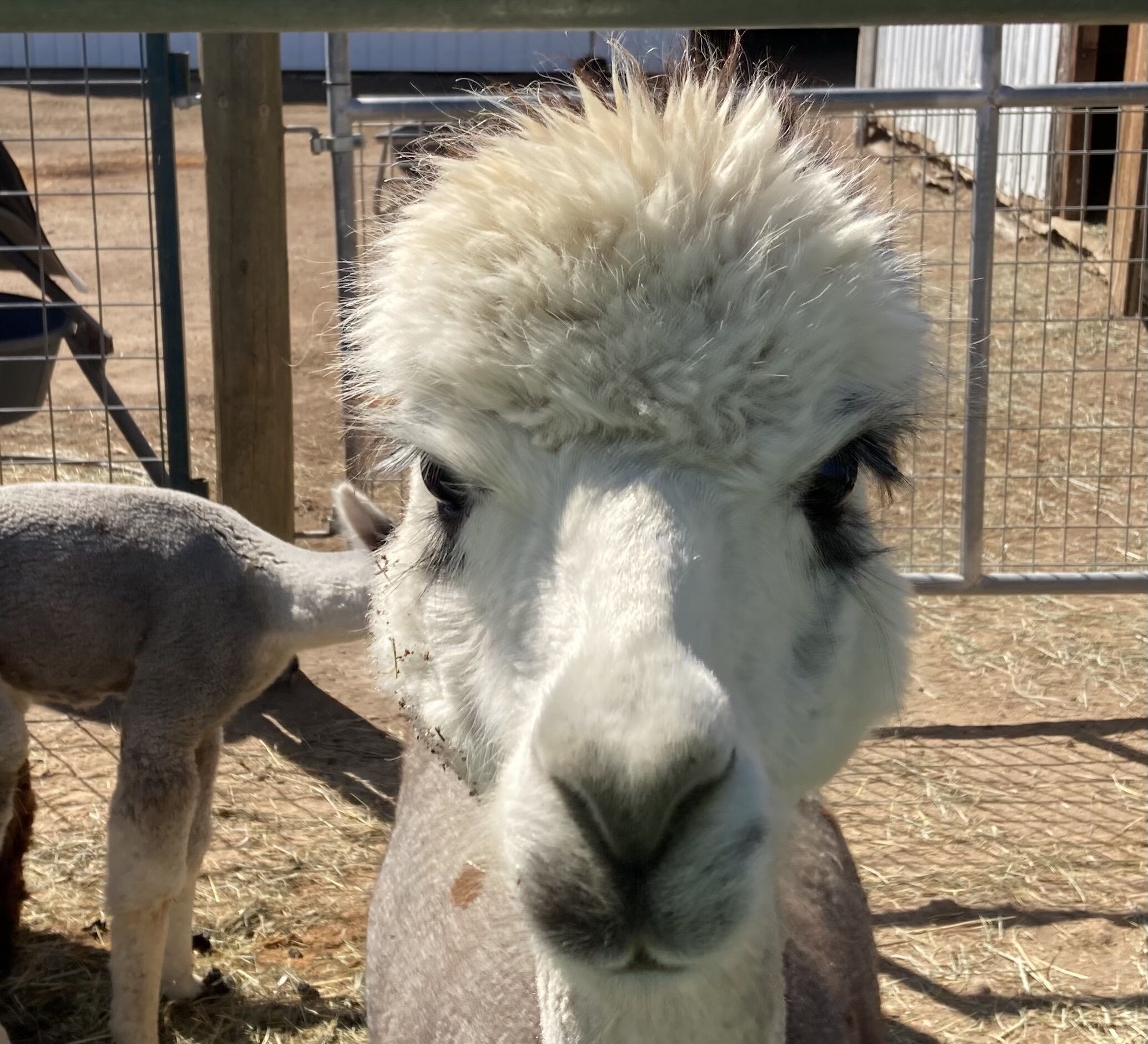 A llama in a fenced area with hay on the ground.