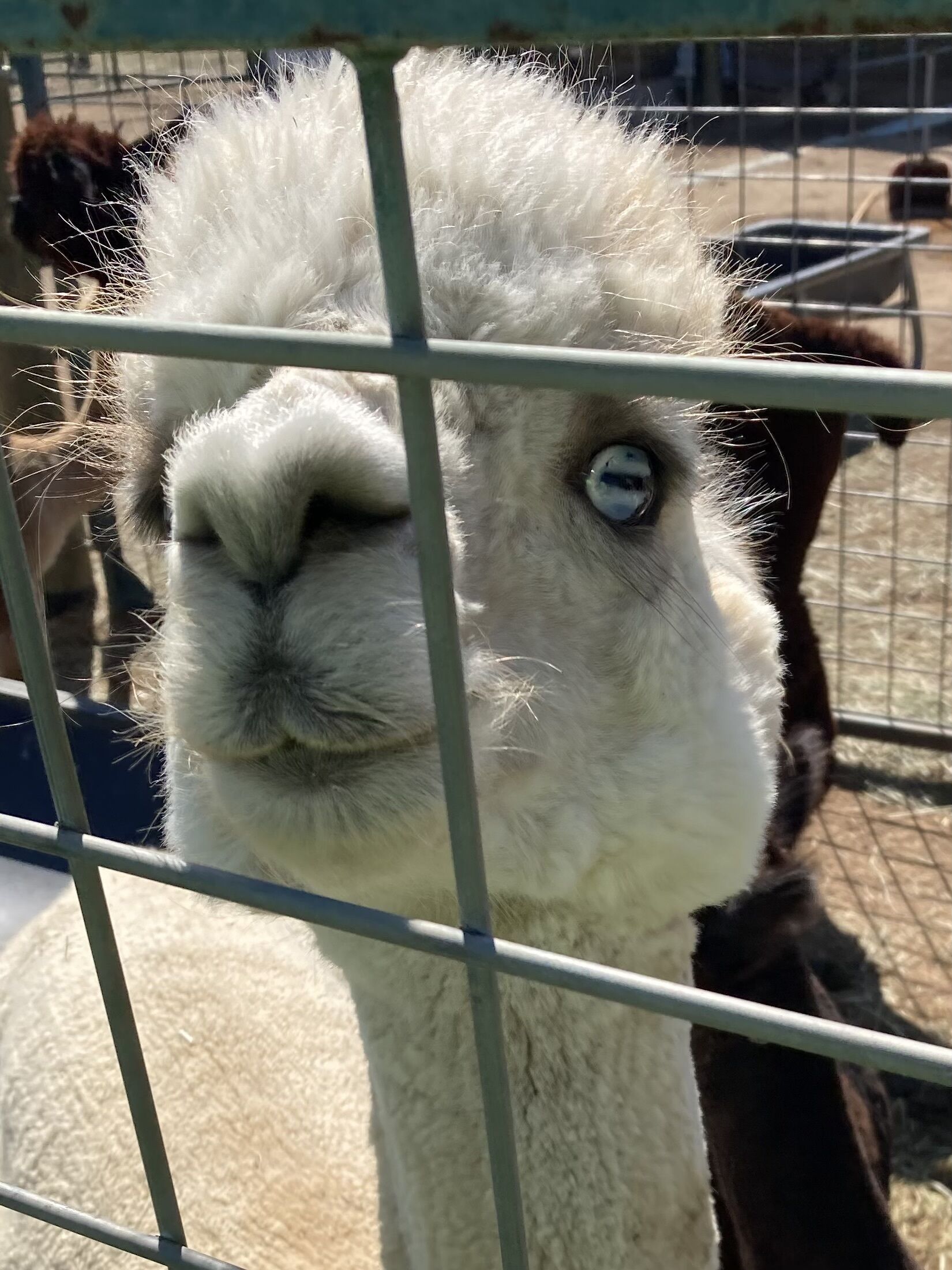 Un lama à l’intérieur d’un enclos métallique.