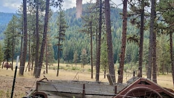 A forested area with a wooden structure and a barbed wire fence.