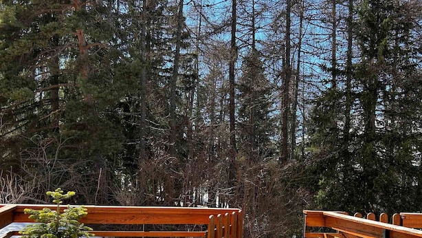 A wooden deck with benches, a small tree, and a view of a forest.