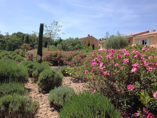 Un jardin avec un chemin de terre, différents arbustes et des fleurs roses.