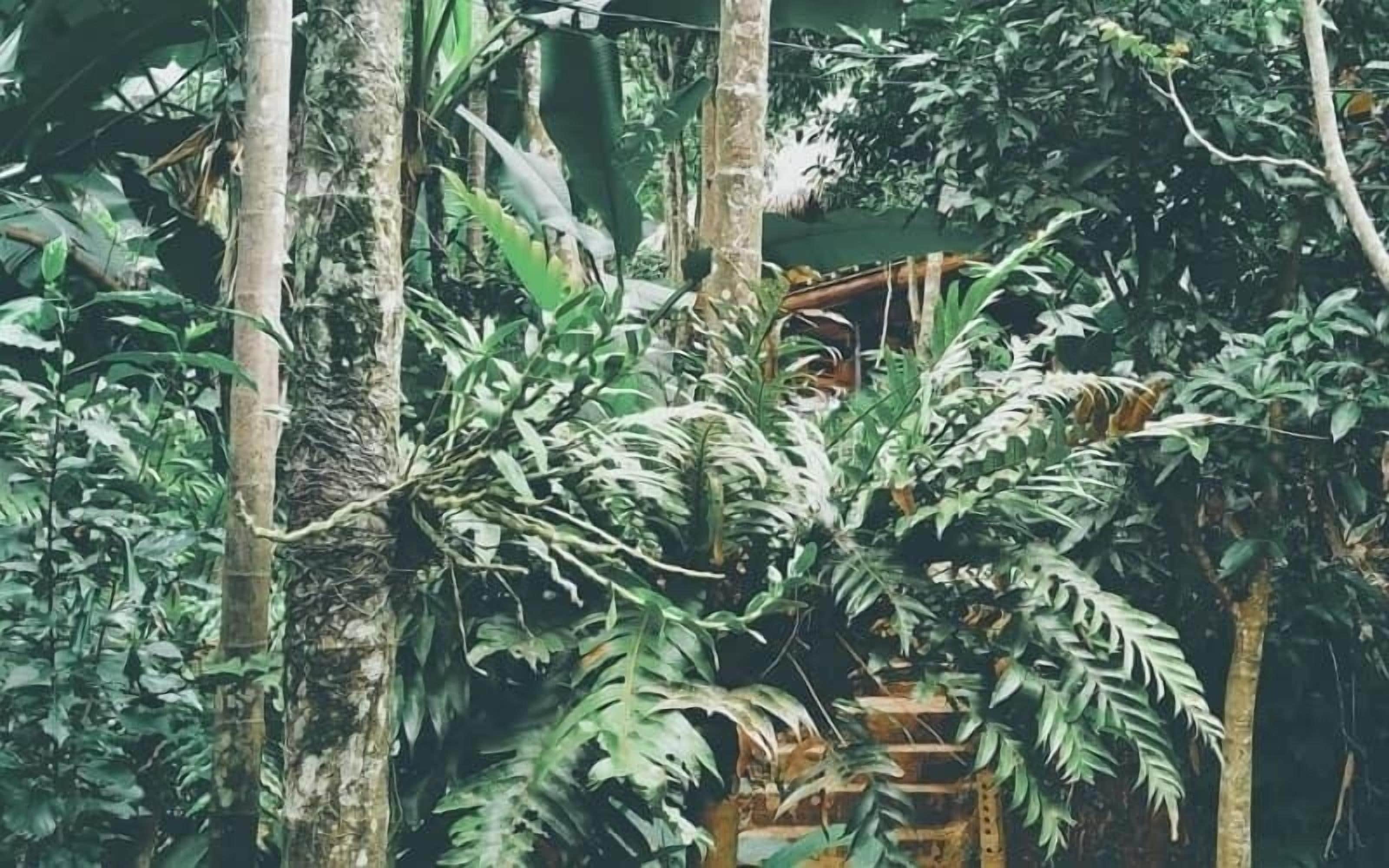 حديقة