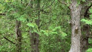 Ein bewaldetes Gebiet mit einem Feldweg und einem Verbotsschild für Fahrräder an einem Baum.