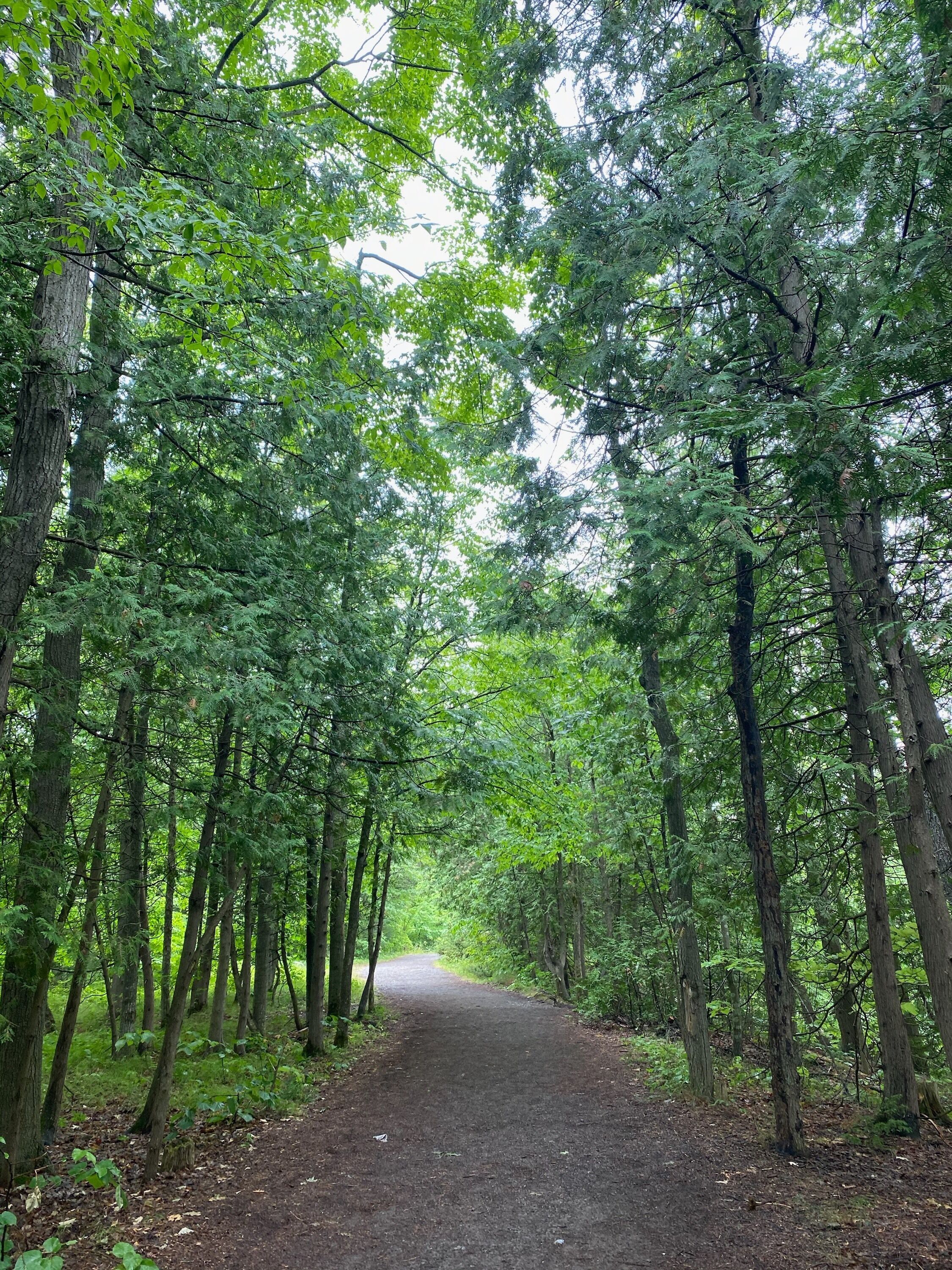 A forested path with tall trees and a dirt trail.