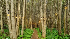 Un sentier forestier illuminé de guirlandes lumineuses, bordé d’une végétation luxuriante.