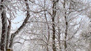 A signpost with 'Le Mont Journal' and 'Église Romane de IK sièle' text, surrounded by snow-covered trees and a stone wall. - Homerez - House in Ferrières-Saint-Mary (Ferrières-Saint-Mary)