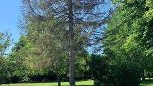 Un área verde bien cuidada con un muro de piedra y árboles.
