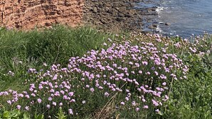 A coastal cliff with a rocky shoreline and a field of purple flowers in the foreground. - Studio in the idyllic countryside 2 miles from the beach in Devon with Hot Tub (East Budleigh)
