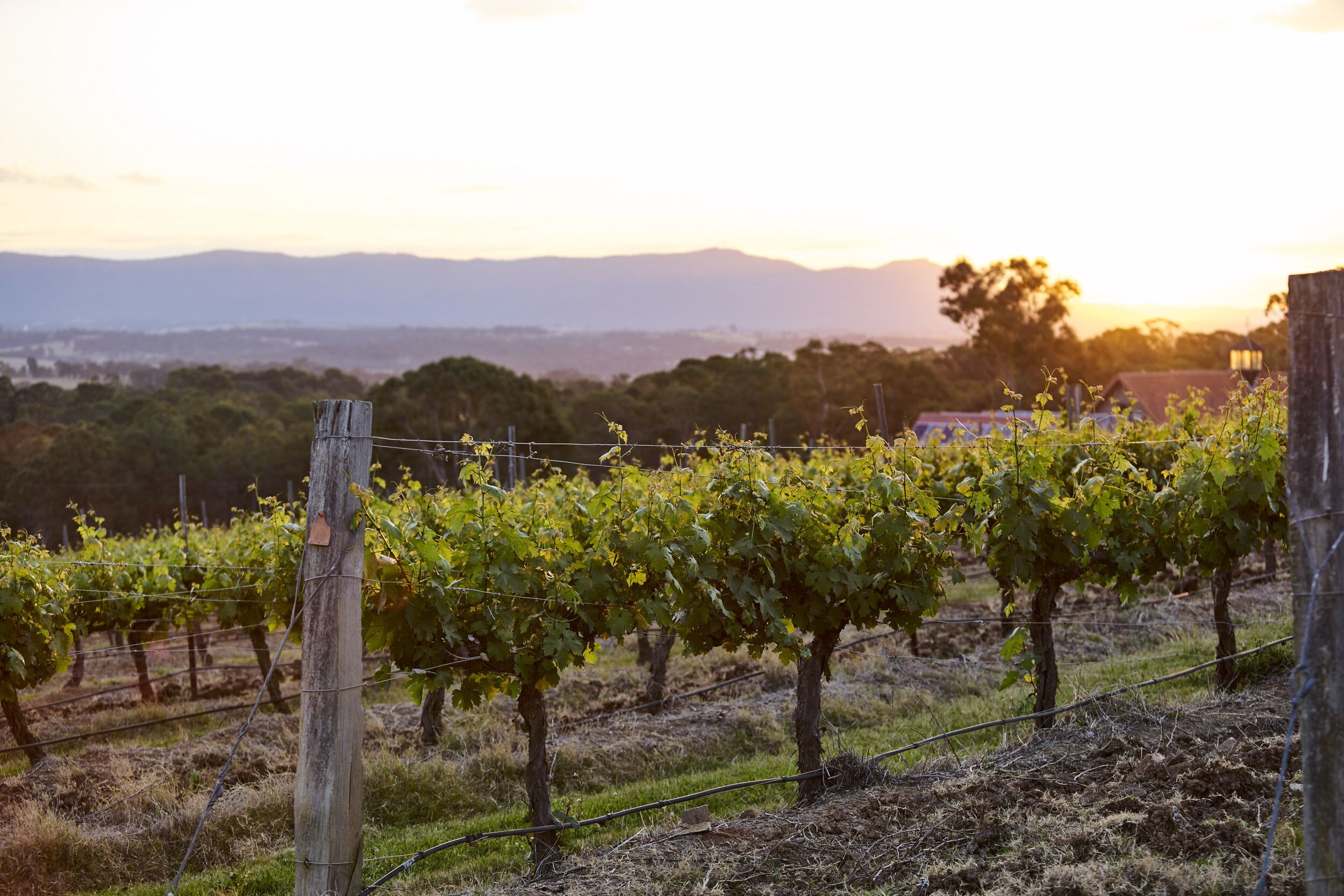 Wandin Valley Estate — image 14