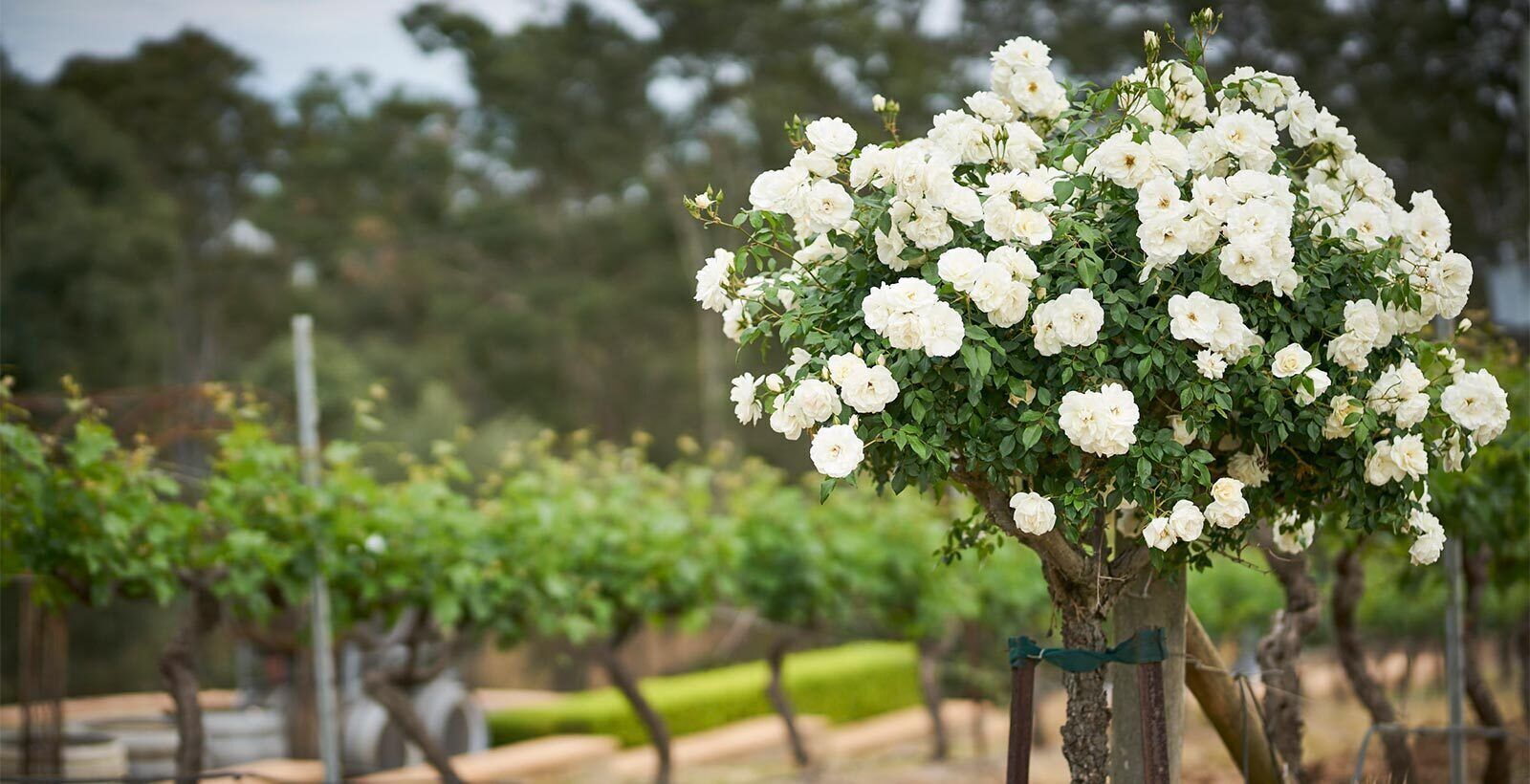 Wandin Valley Estate — image 18