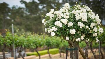 A white rose bush in a vineyard.