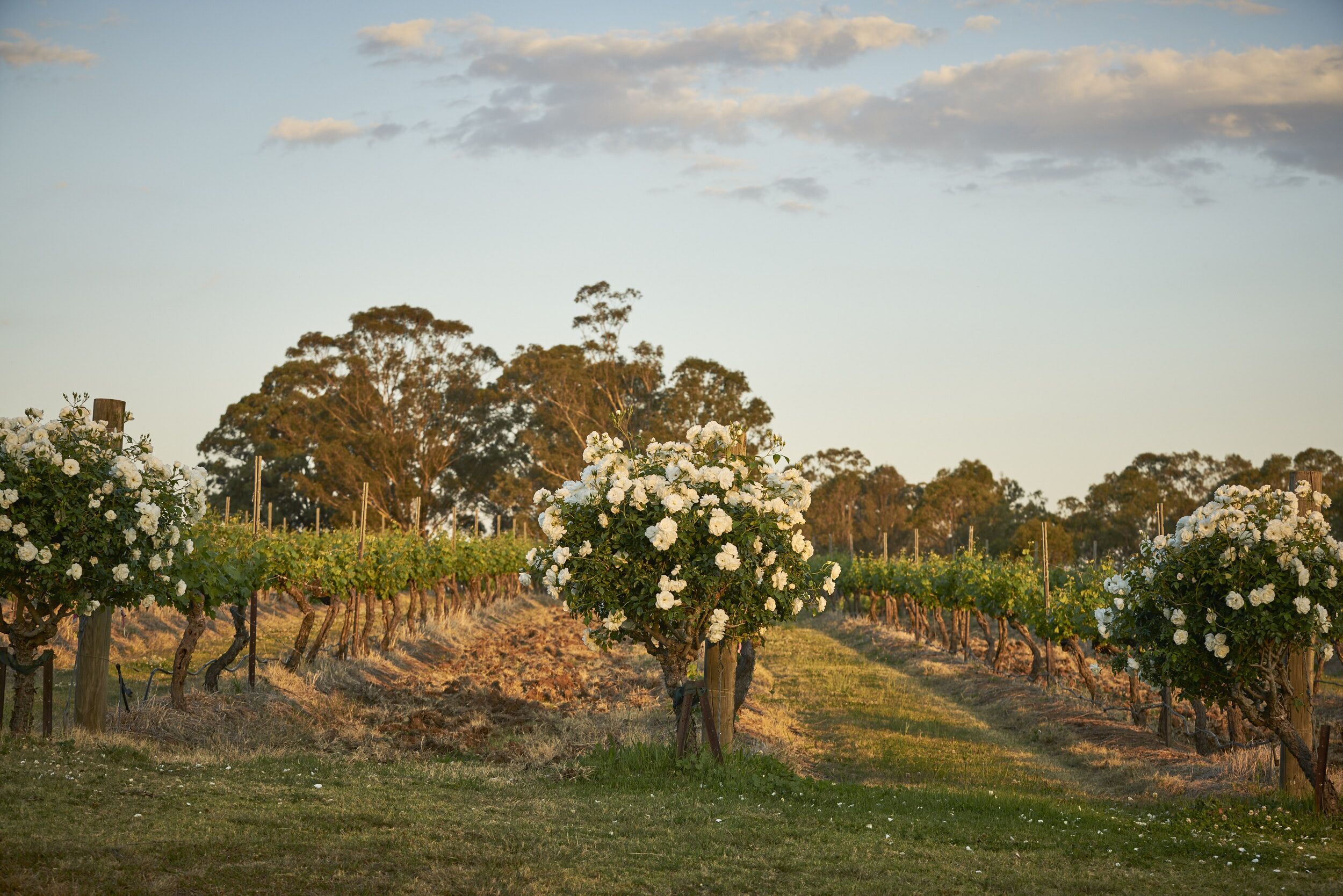 Wandin Valley Estate — image 15