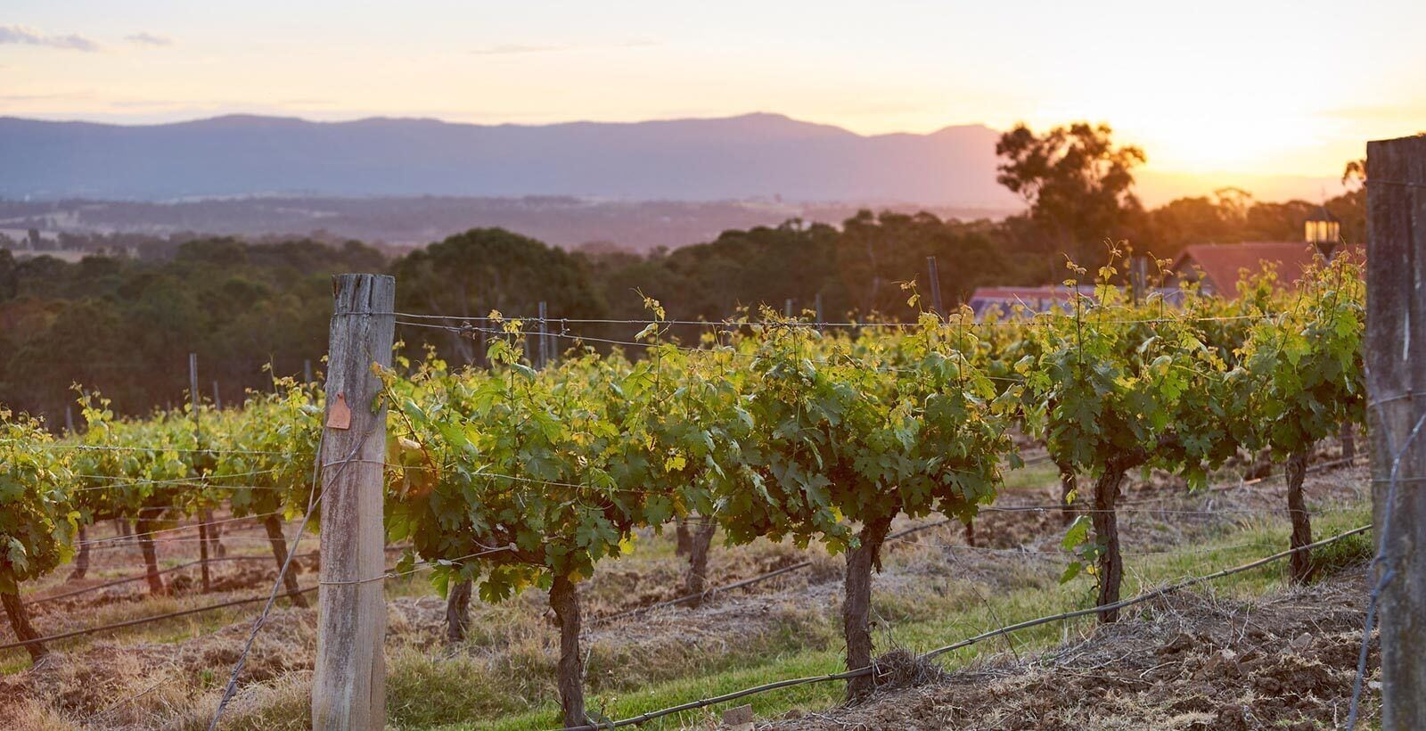 Wandin Valley Estate — image 2