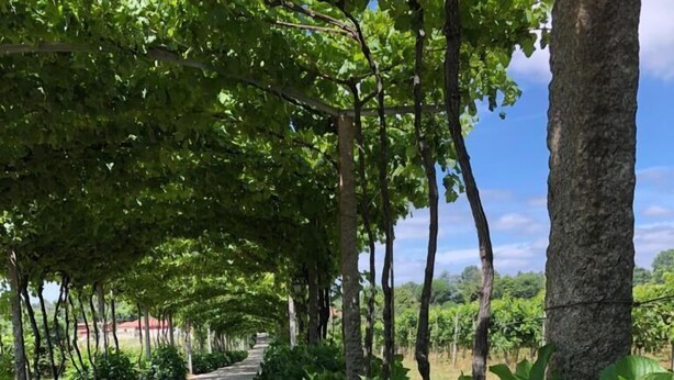 Un vialetto lastricato fiancheggiato da una rigogliosa vegetazione e fiori di idrangea blu.