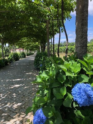 Ein gepflasterter Weg, gesäumt von üppigem Grün und blauen Hortensienblüten.