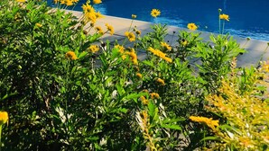 Una piscina con lettini e un ombrellone, circondata da vegetazione e alberi.