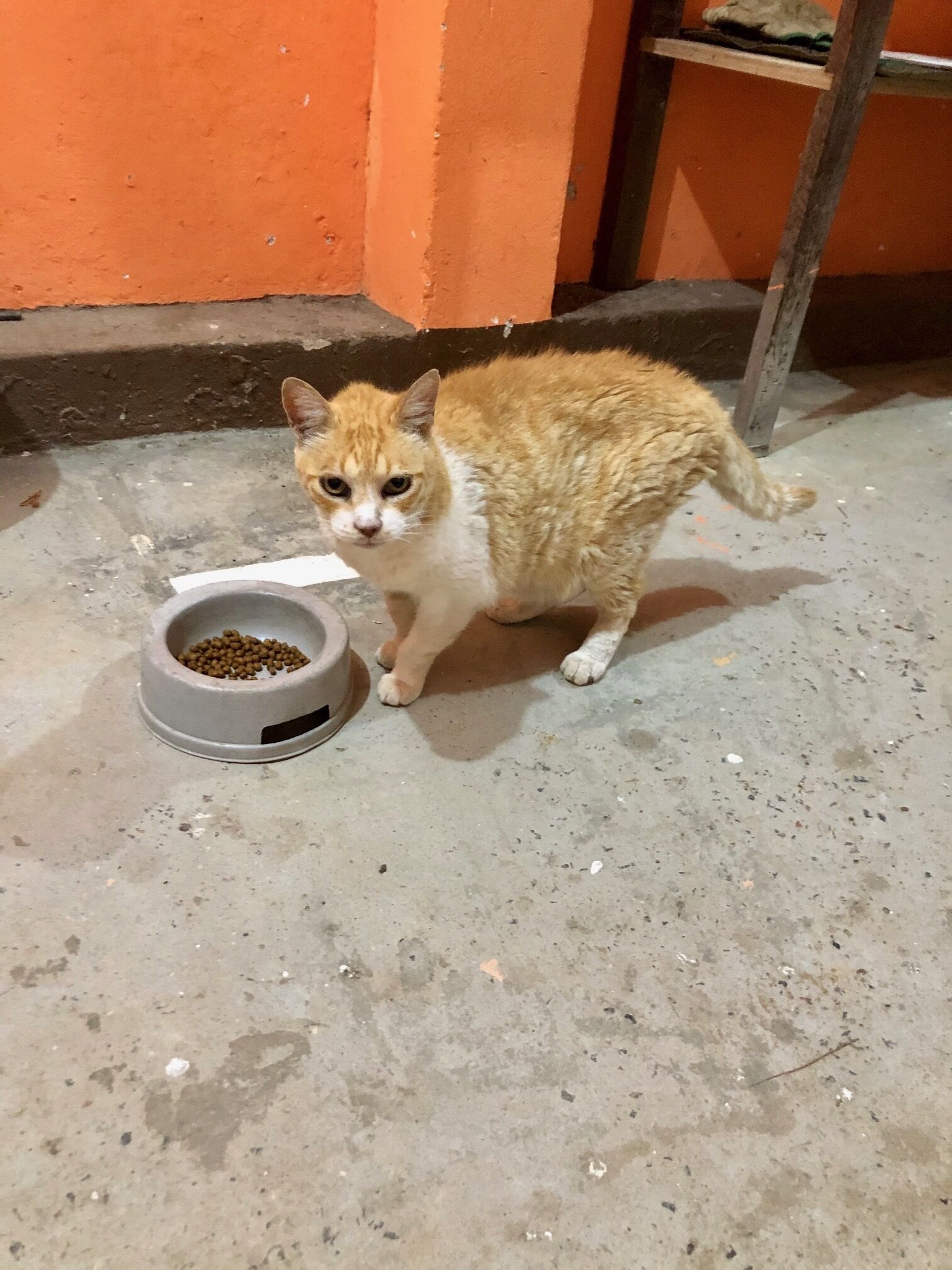 Photo - EcoVila-Zen Bougainville - Hotel Pousada