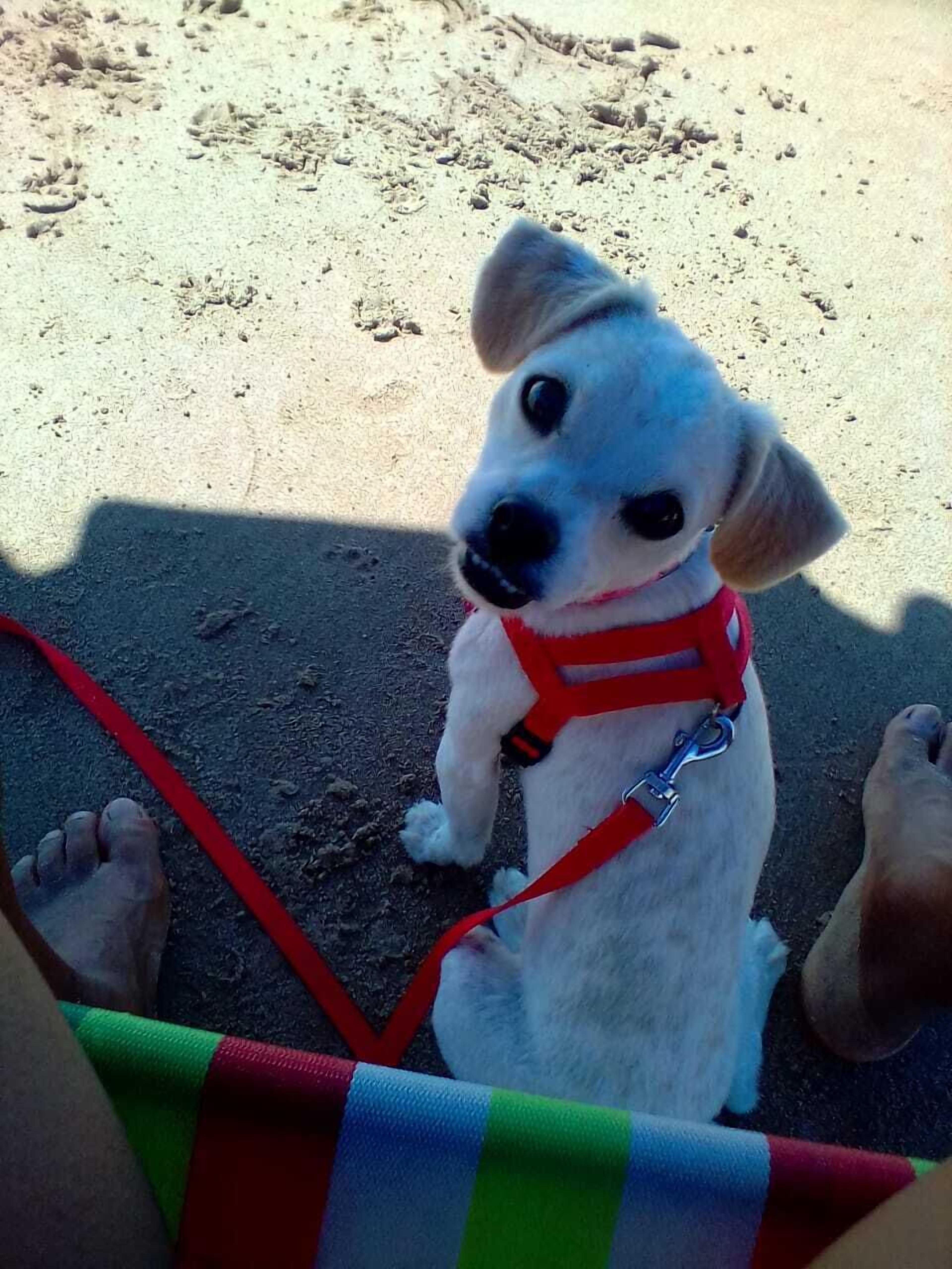 Photo - EcoVila-Zen Bougainville - Hotel Pousada