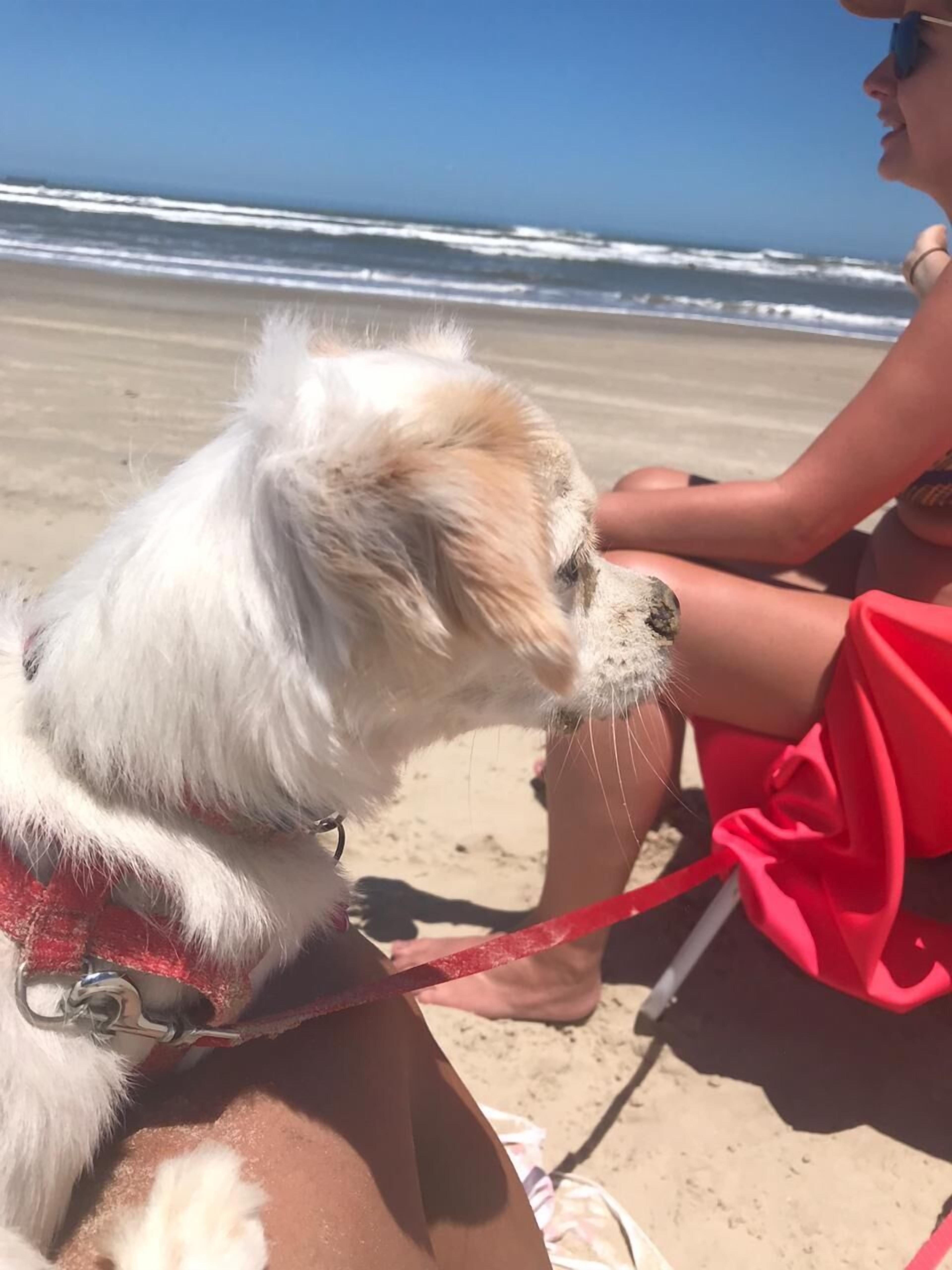 Animaux de compagnie acceptés