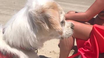 Animaux de compagnie acceptés