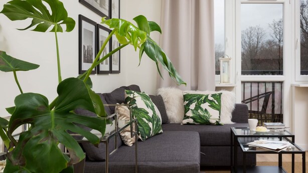 A modern living room with a grey sofa, large green plants, and a glass coffee table. - A Unique Apartment with a Balcony & Parking | Close to Łazienki Królewskie (Warszawa)