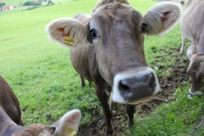 Immagine non classificata, 2 di 74, pulsante