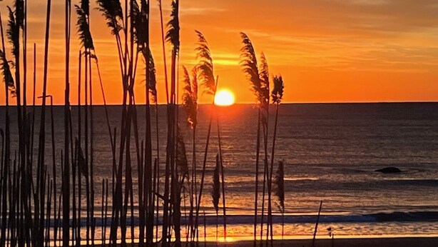 A sunset over the ocean with tall grasses in the foreground.