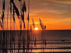 A sunset over the ocean with tall grasses in the foreground.