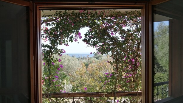 A window with a view of a garden and a body of water.