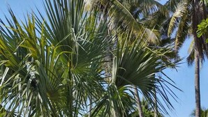 A lush garden with palm trees and a thatched-roof building. - Hidden Paradise Beach Jiote (Moyuta)