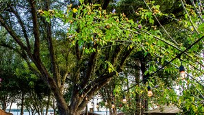 Ein Baum mit einer Schaukel, ein Rasen und ein Gebäude mit einer überdachten Terrasse.