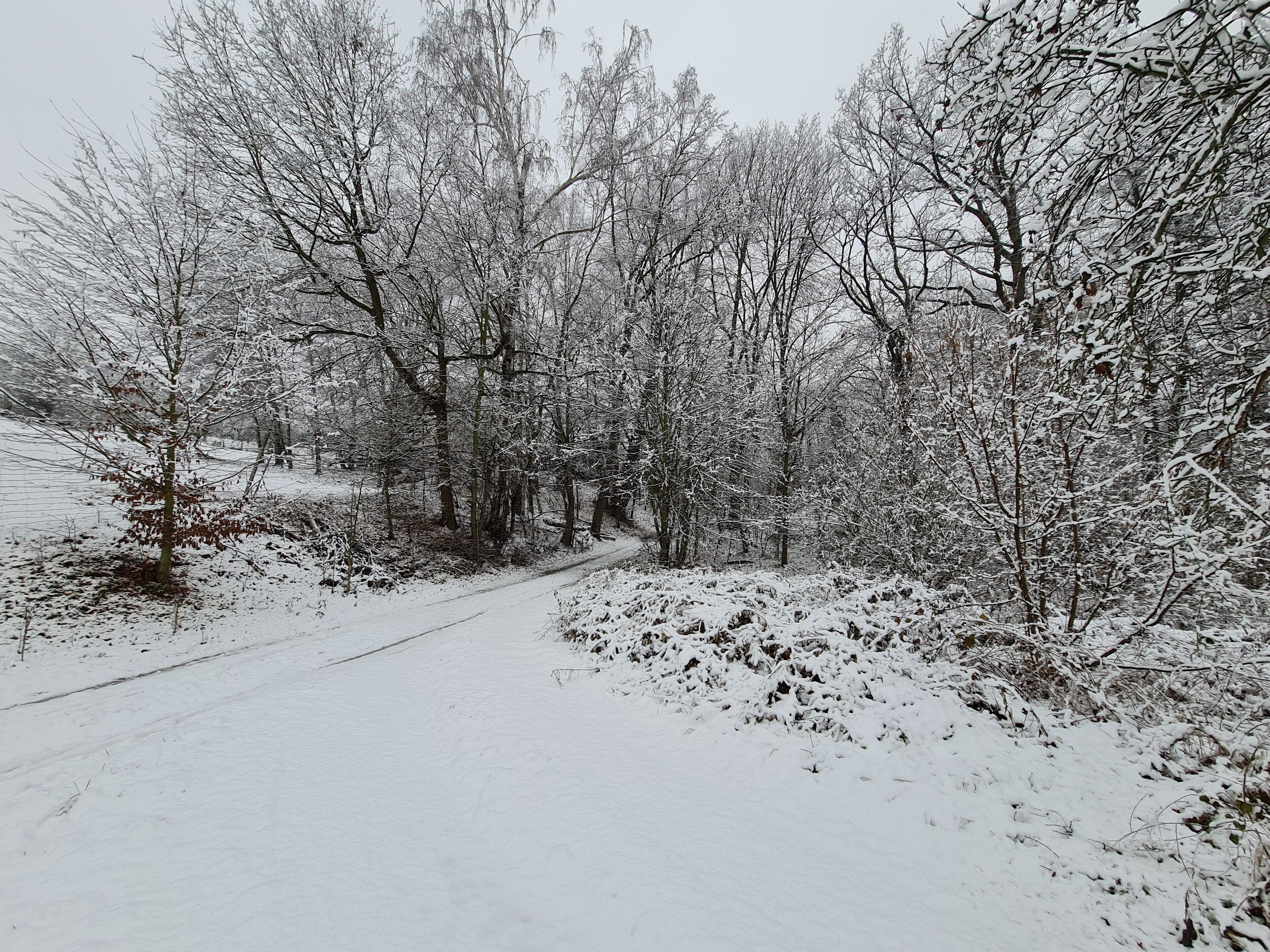 A snow-covered forest path.