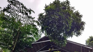 Un edificio de techo inclinado, rodeado de abundante follaje y árboles.