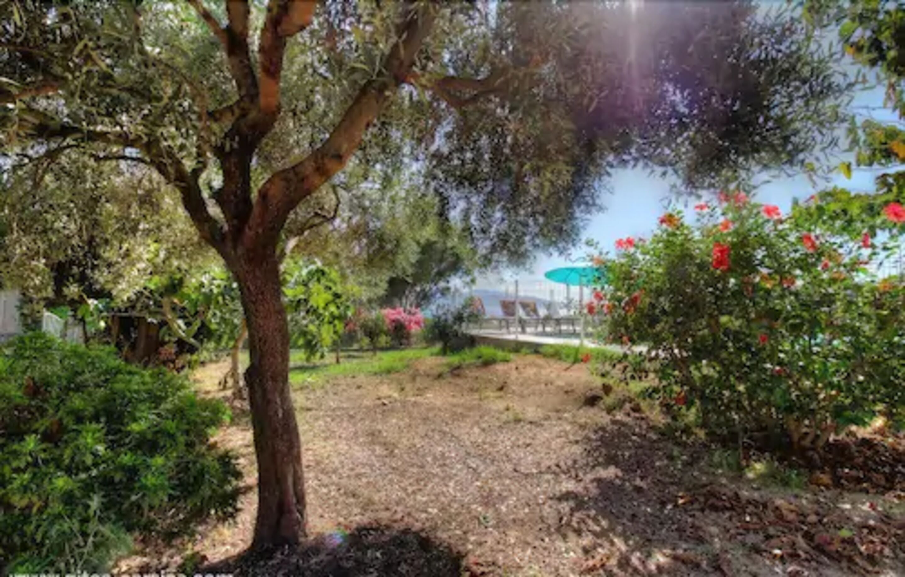 A garden with a large tree, a pathway, and a structure in the background.