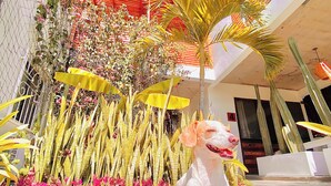 A dog sitting on a tiled floor with a backdrop of plants and a red fence.