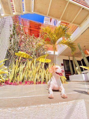 Property grounds - Hotel Perro Surfero (Todos Santos)