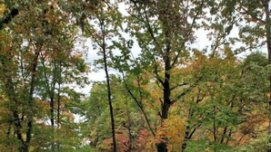 A hot tub surrounded by trees with autumn foliage, a wooden deck, and outdoor furniture. - Wildwood on the lake, views, private dock, quiet cove, dog friendly  (Gainesville)