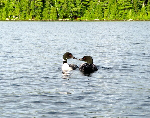 Deux canards nagent dans un lac, avec une forêt en arrière-plan.