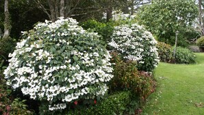 Tuin